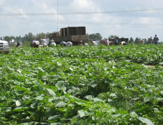 Lewis Taylor Farms field