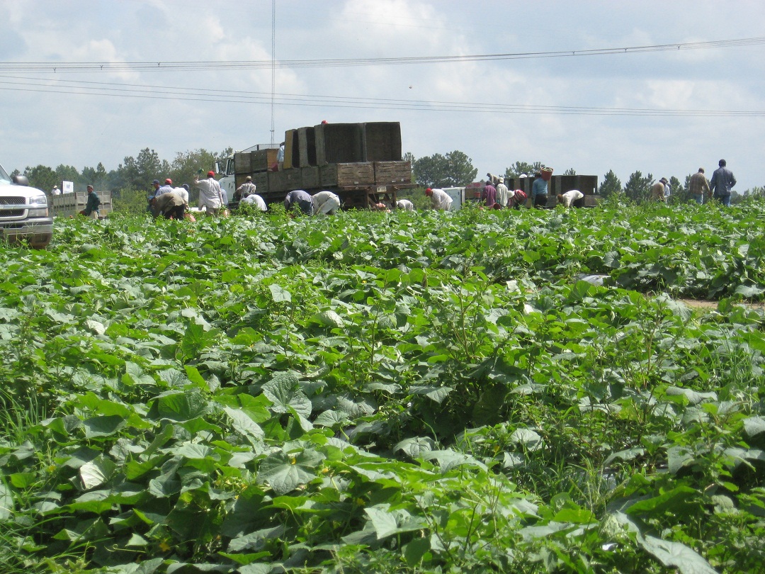 Agriculture Insurance in Tifton, Valdosta, Moultrie, GA, Sylvester, GA