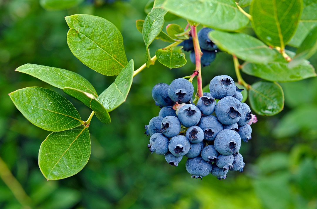 Fresh Blueberries on a vine in the middle of spring on a Pasture with farm insurance in Albany 