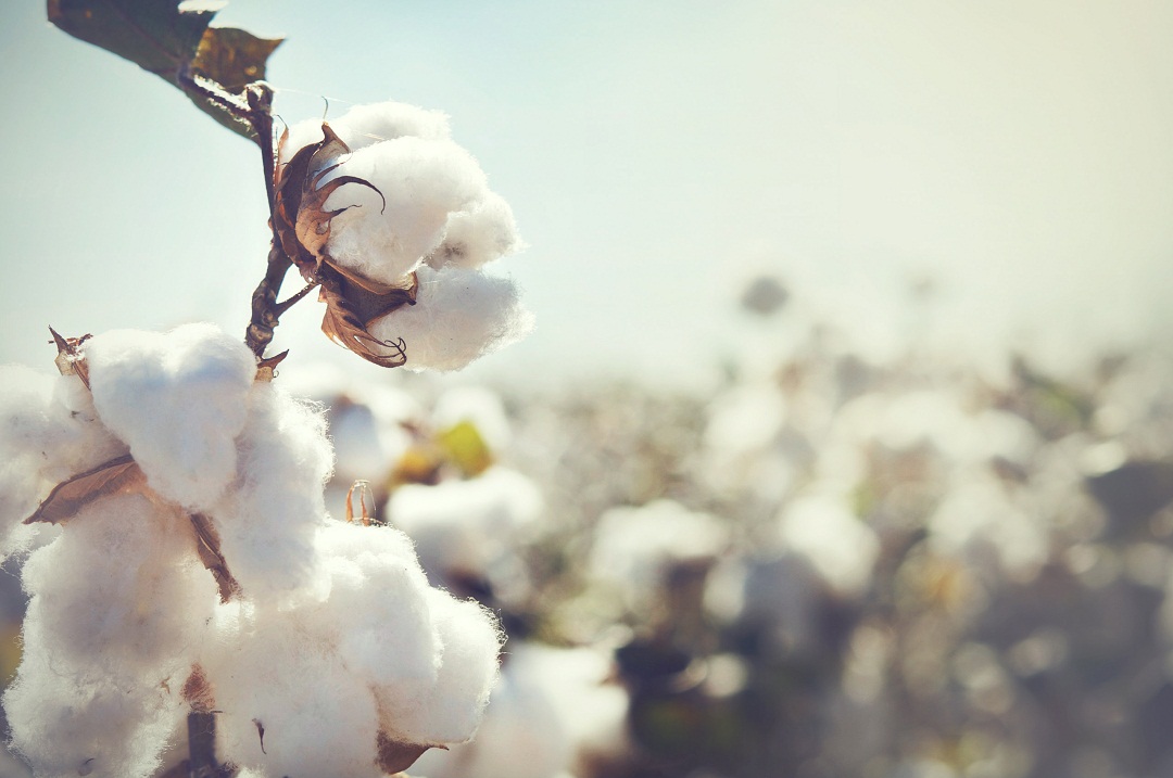 Farm Insurance on a newly grown cotton farm in Sylvester