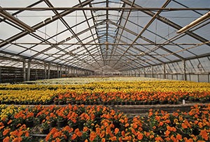 orange and yellow flowers in a nursery with farm insurance in Valdosta